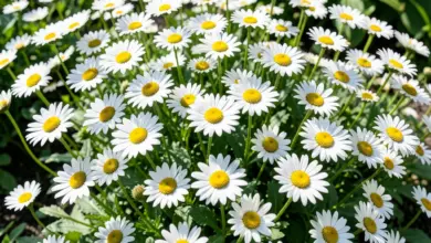 Jak pěstovat kopretiny leucanthemum - ilustrační foto