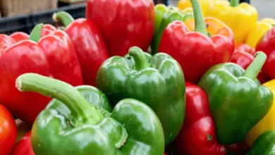 Co je paprika a její zdravotní přínosy - ilustrační foto