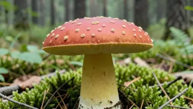 jak poznat hřib královský a jeho použití - Jak poznat hřib královský - ilustrační foto