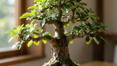 Jak se starat o bonsai správně a efektivně - ilustrační foto