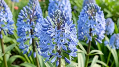 Jak pěstovat kalokvět agapanthus - ilustrační foto