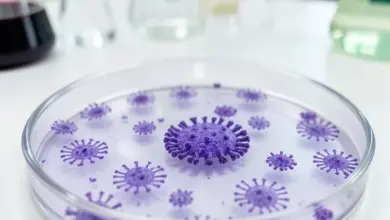 Jak rozpoznat a léčit candida auris - ilustrační foto