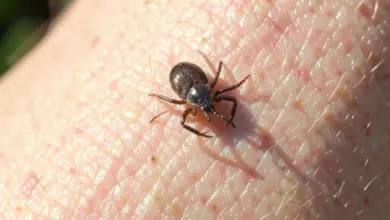 Jak správně vyndat klíště a co dělat dál - ilustrační foto