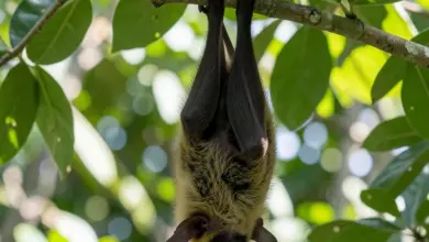 Co je virus nipah a jaké má příznaky - ilustrační foto