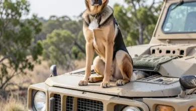 Jak vybrat belgického ovčáka malinois - ilustrační foto