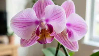 Jak pěstovat phalaenopsis a pečovat o můrovec - ilustrační foto