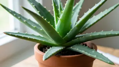 Jak pěstovat aloe vera a pečovat o ni - ilustrační foto