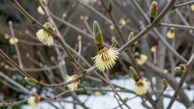 Jak pěstovat vilín hamamelis v zahradě - ilustrační foto