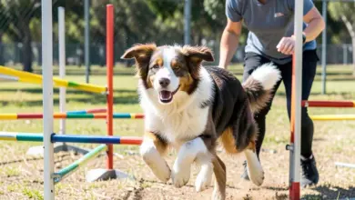 Jak začít s agility se psem - ilustrační foto