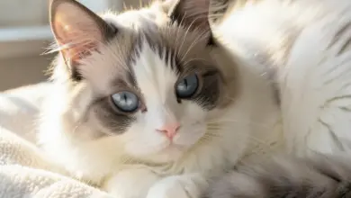 ragdoll kočka povaha a péče - Ragdoll kočka - ilustrační foto