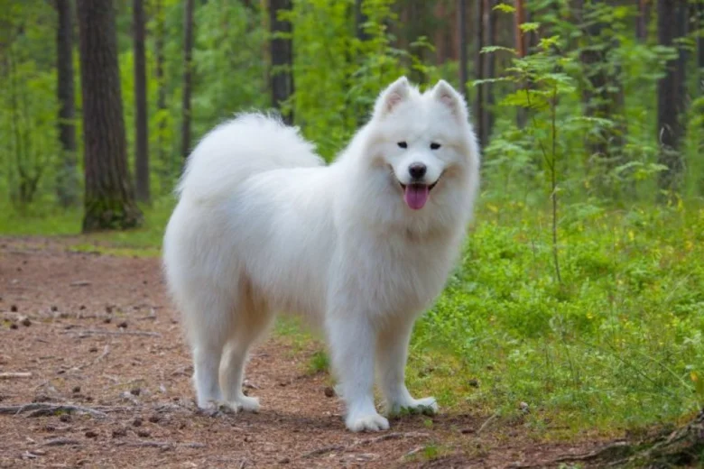 Bílý samojed stojí na lesní cestě mezi zelenými stromy.