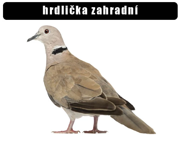 Hrdlička zahradní s černým pruhem na krku.