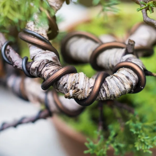 Bonsai větev zavinutá drátkem pro tvarování rostliny