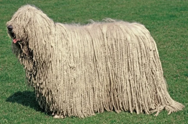 Komondor pes stojí na trávníku s dlouhým srstí.