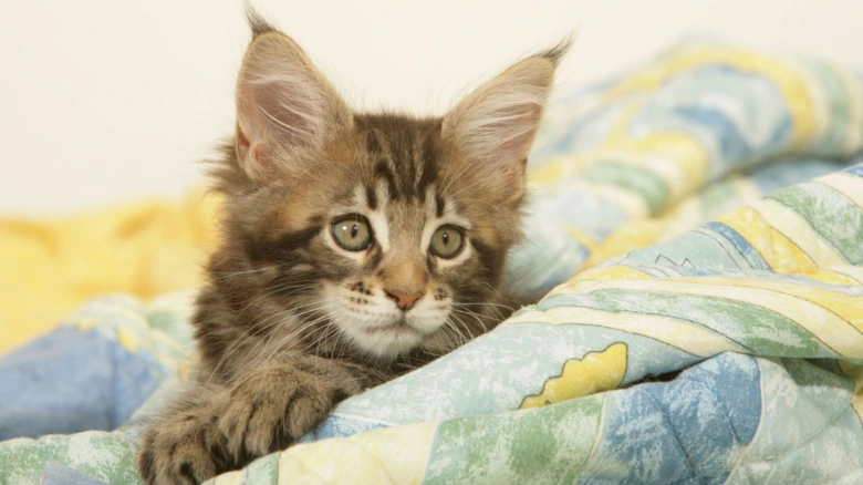 Hnědá koťata rasy Maine Coon pod barevnou přehozem.