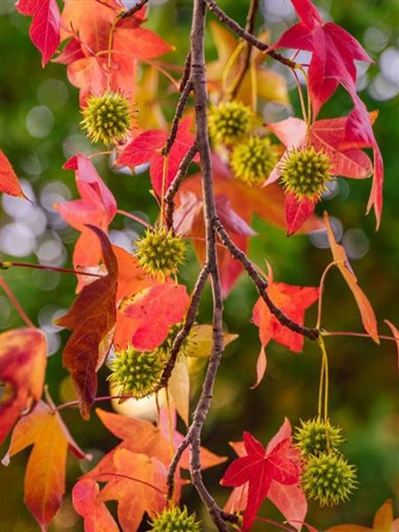 Rozmanité listy a plody ambroňe liquidambar v podzimu