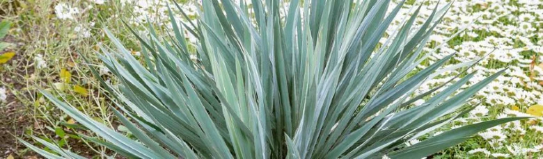 Blue yucca plant
