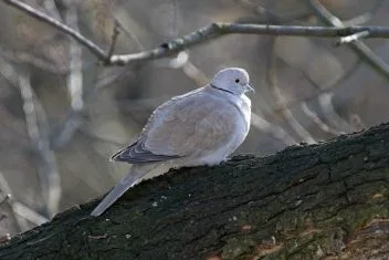 Hrdlička zahradní sedí na větvě stromu v přírodě.