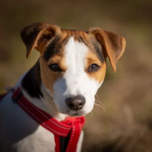 Jack Russel teriér v červeném popruhu se dívá na kameru.