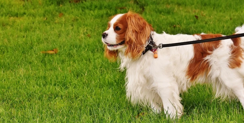 King charles spaniel dog