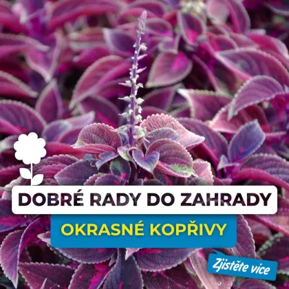Okrasná kopřiva s fialovými listy a květem na pozadí.
