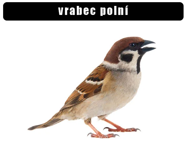 Vrabec polní s typickým hnědým hřívou a černým límcem na bílém pozadí.