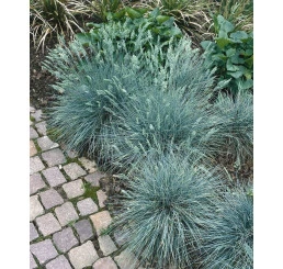 Modrozelené kostřavy rostoucí vedle cihlového chodníku v zahradě.