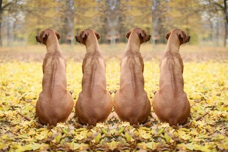 Rhodesian ridgebacks sitting in autumn leaves