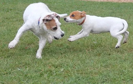 Dva jack russell teriéři hrají si na trávníku.