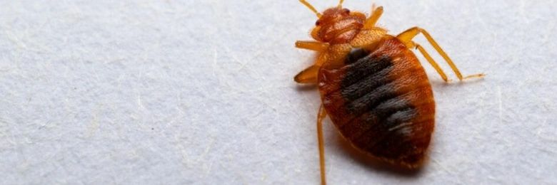 Detailní fotografie štěnice lůžkové na bílém pozadí.