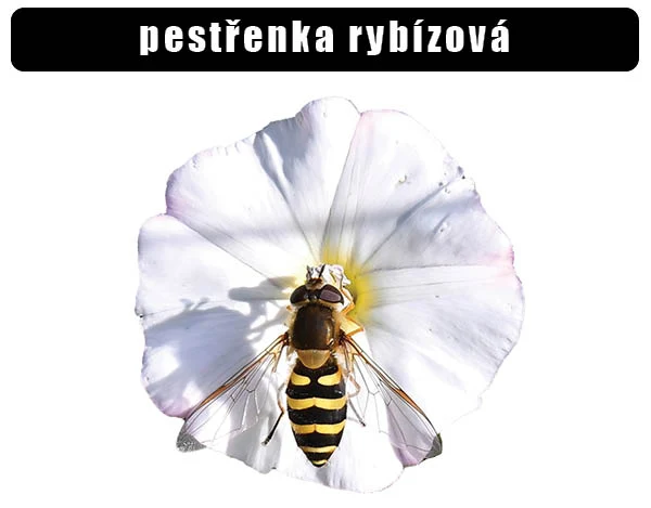 Pestřenka rybízová na bílé květině