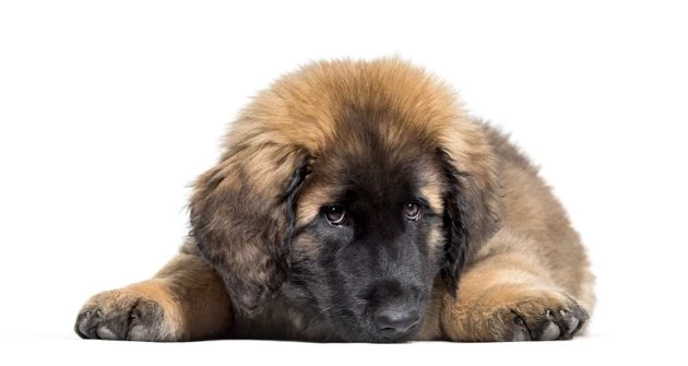 Mladý pes rasy Leonberger leží na bílém pozadí.