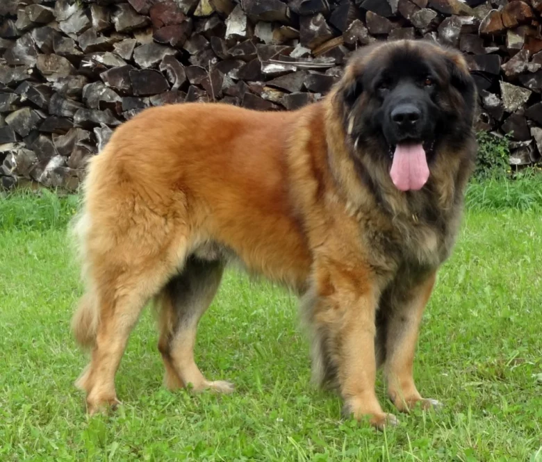 Velký leonberger stojí na trávě s jazykem venku.