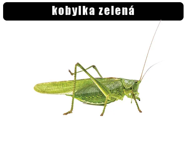 Zelená kobylka na bílém pozadí s detailním zobrazením těla.