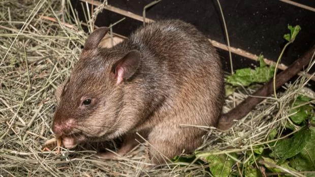 Giant rat in hay