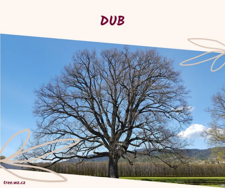 Velký dub bez listí na pozadí modré oblohy.