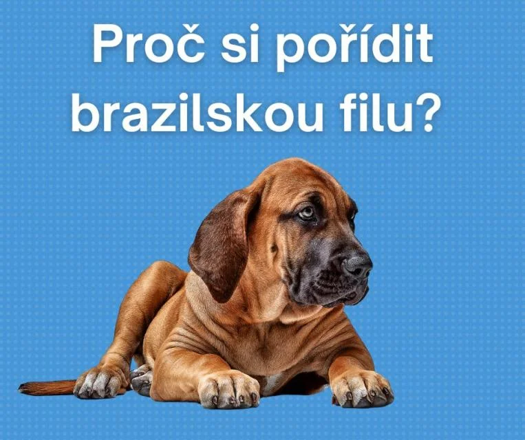 Hnědá brazilská filu štěňátko leží na modrém pozadí.
