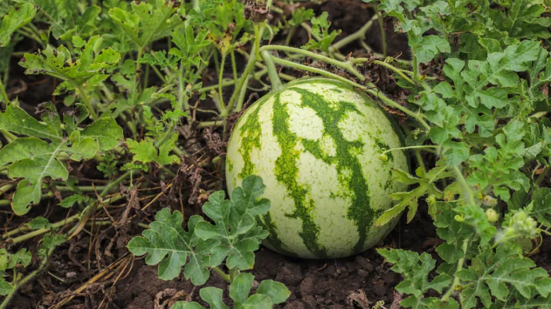 Meloun rostoucí na vinici mezi listy a zemině.