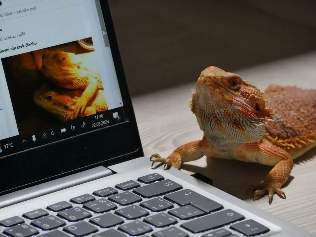 Vousatý agam sedící vedle notebooku s obrázkem druhého ještěra.