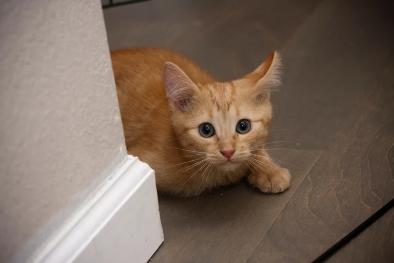 Scared ginger kitten