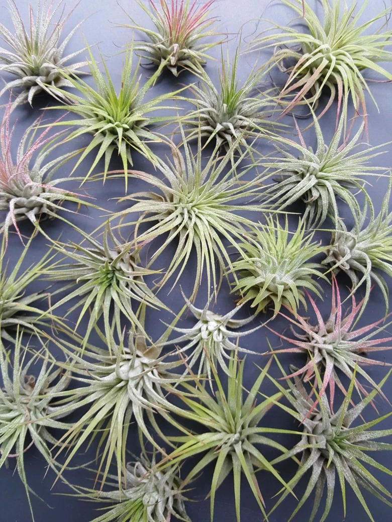 Air plants tillandsia