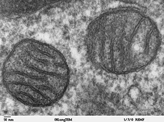 Elektronový mikroskopický snímek dvou mitochondrií s vnitřními struktury.