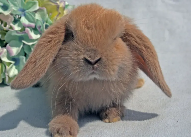 Malý hnědý králík minilop sedící na povrchu.