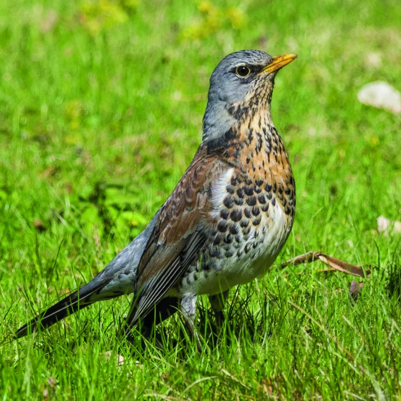 Kvíčala stojí na trávě s viditelným zobrazením pro identifikaci.