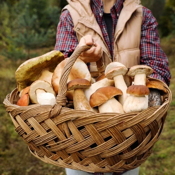 Koš s lesními houby pro identifikaci jedlých dřevních druhů.