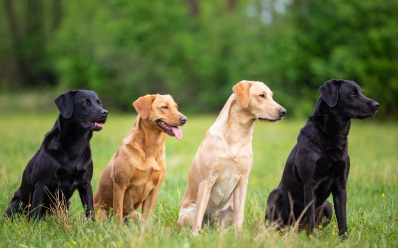 Čtyři labradorská retrievery různých barev sedí v trávě.