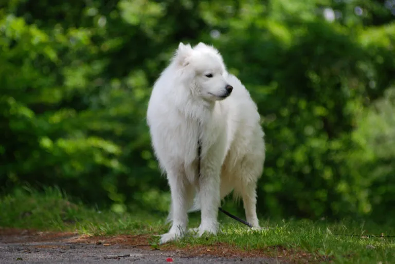Bílý samojed stojí na trávníku v přírodě.