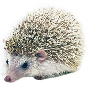 Foto ježka bělobřichého s hrbolcem na bílém pozadí.