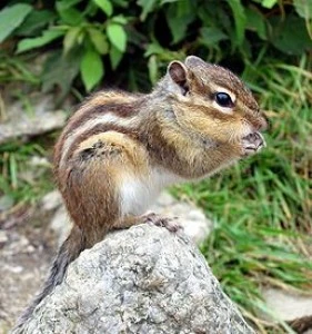 Burundík páskovaný sedící na skále v přírodě.
