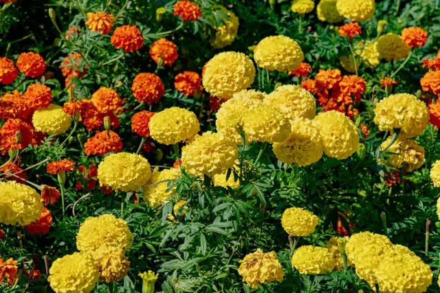 Žluté a oranžové květy aksamitníku rostou v zahradě.